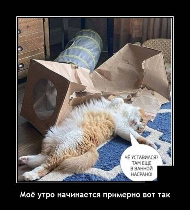 Моё утро начинается примерно вот так