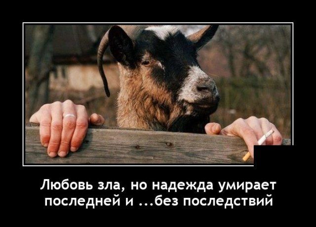 Любовь зла но надежда умирает последней и без последствий