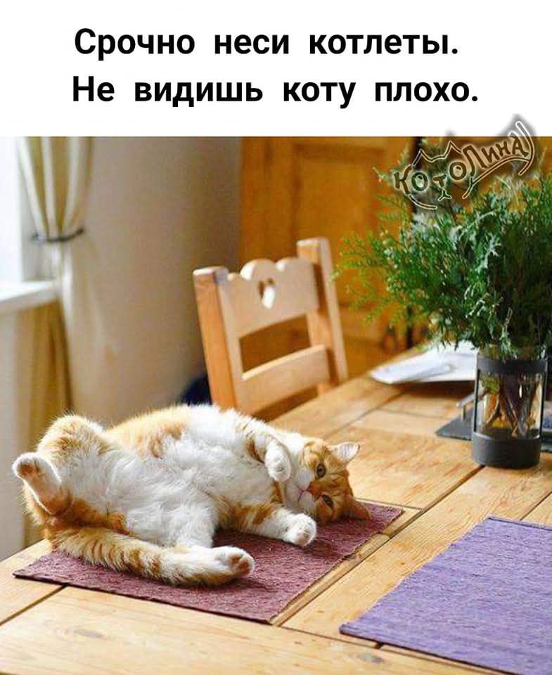Срочно неси котлеты.
Не видишь коту плохо.
