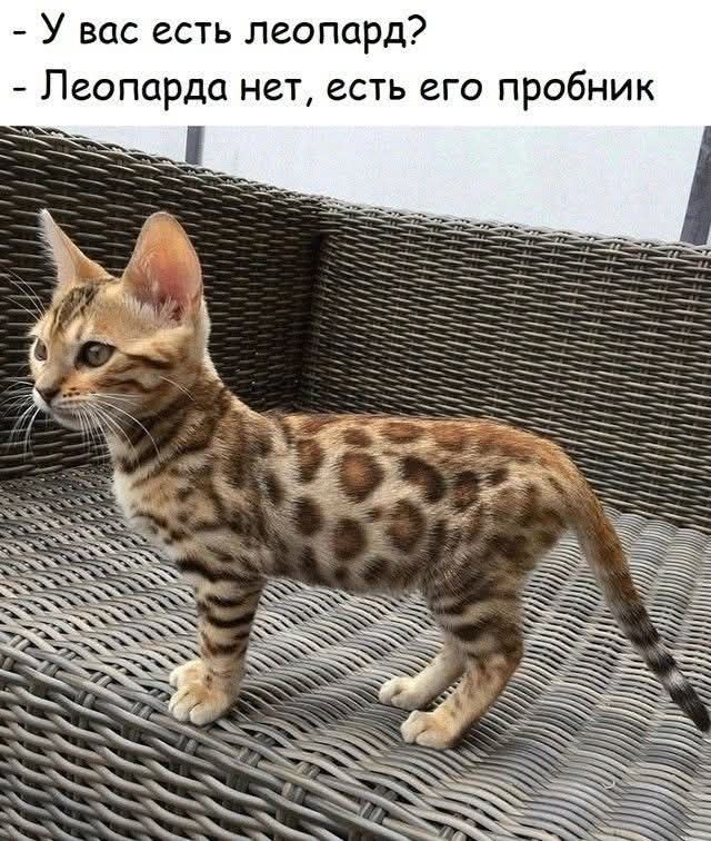 У вас есть леопард?
Леопарда нет, есть его пробник