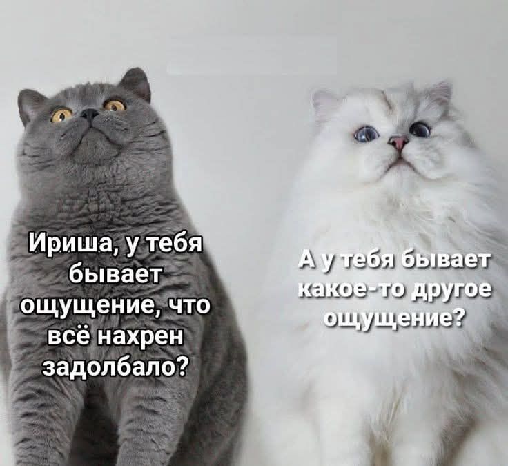 Иришка, у тебя бывает ощущение, что всё нахрен задолбало? А у тебя бывает какое-то другое ощущение?