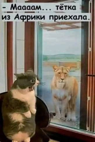 - Мaaaaам... тётка из Африки приехала.