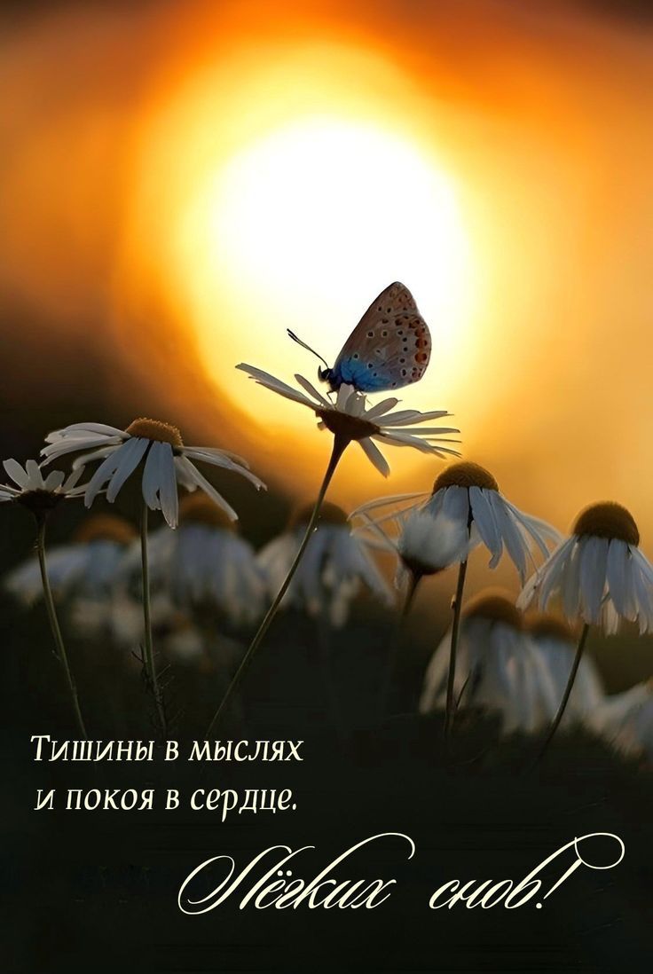 Тишины в мыслях и покоя в сердце. Нежных снов!
