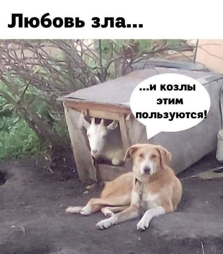 Любовь зла... ...и козлы этим пользуются!