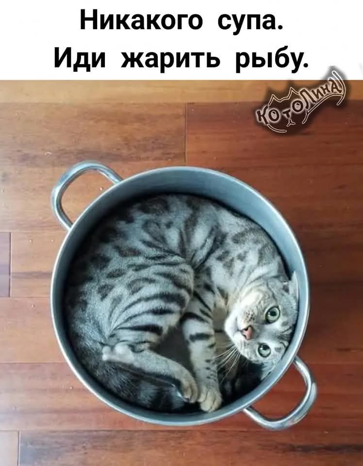 Никакого супа. Иди жарить рыбу.