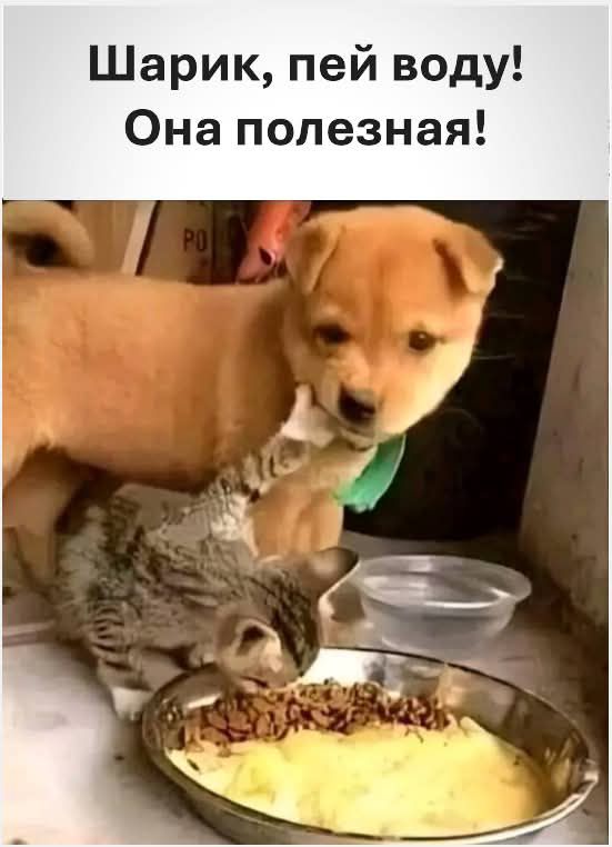 Шарик, пей воду! Она полезная!