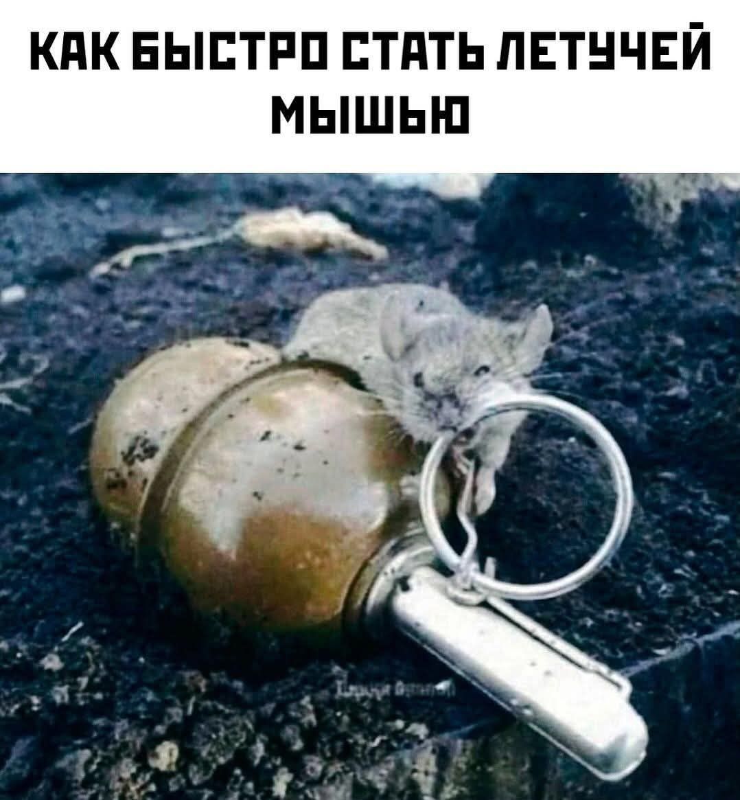 КАК БЫСТРО СТАТЬ ЛЕТУЧЕЙ
МЫШЬЮ

