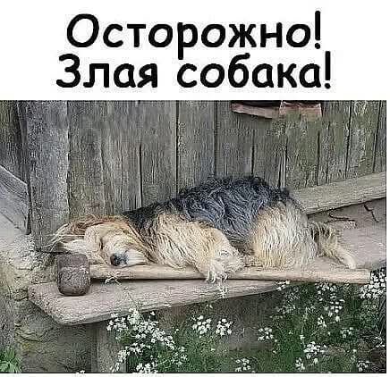 Осторожно! Злая собака!