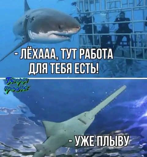 - ЛЁХAAA, ТУТ РАБОТА ДЛЯ ТЕБЯ ЕСТЬ!
- УЖЕ ПЛЫВУ