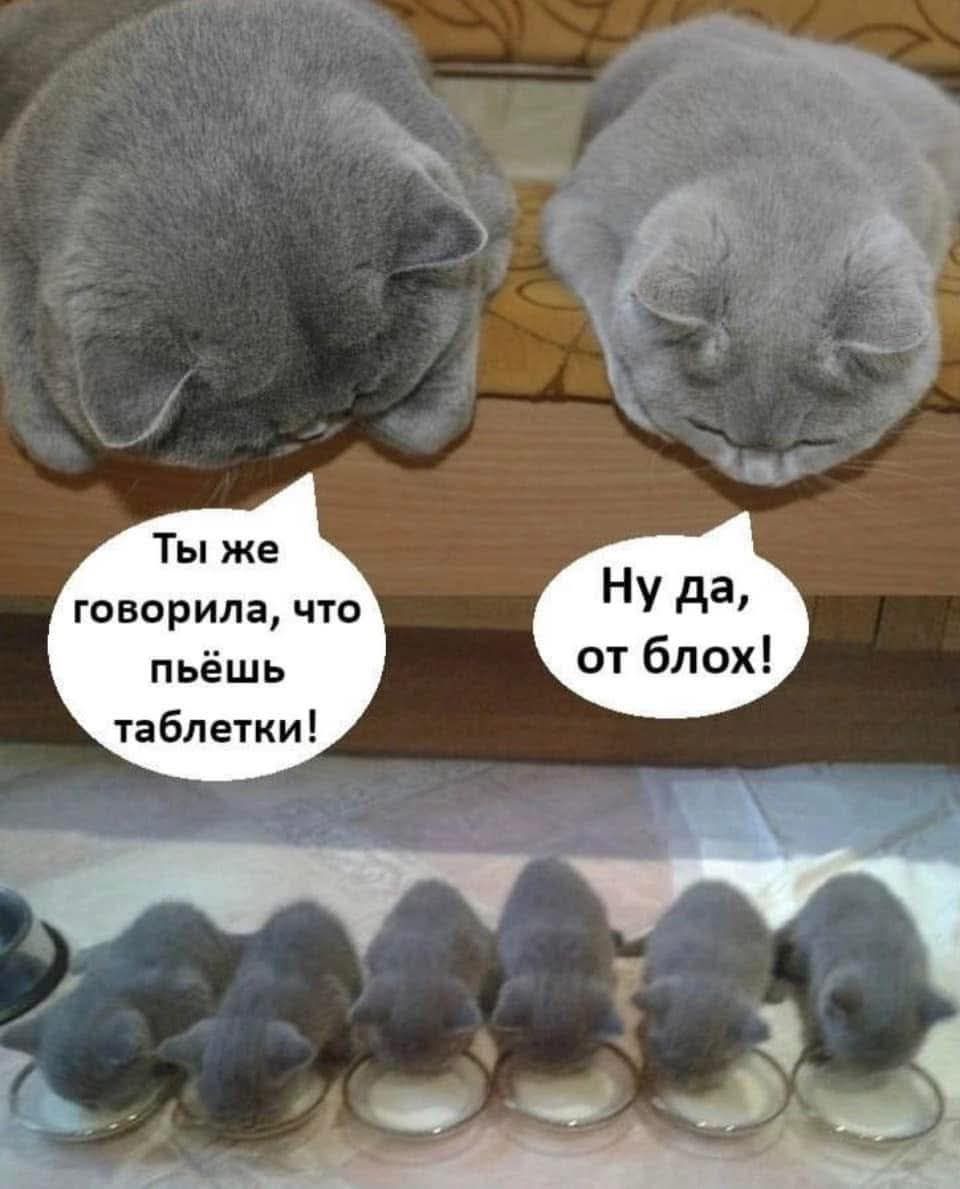 Ты же говорила, что пьёшь таблетки! Ну да, от блох!