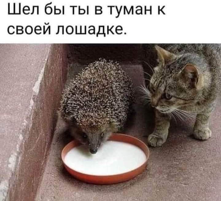 Шел бы ты в туман к своей лошадке.