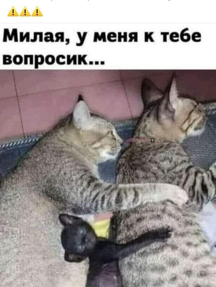 Милая, у меня к тебе вопросик...