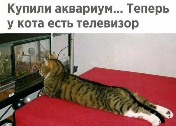Купили аквариум... Теперь у кота есть телевизор