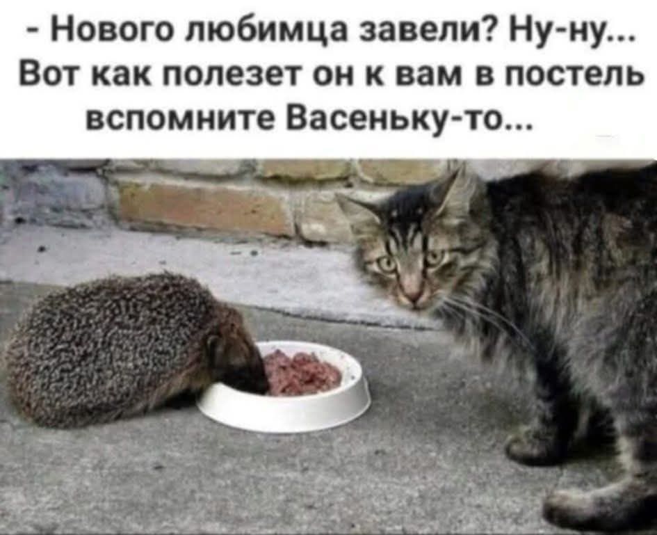 Новного любимца завели? Ну-ну... Вот как ползет он к вам в постель вспомните Васенъку-то...