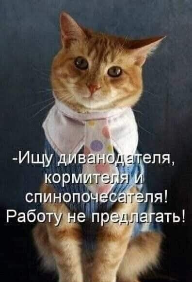 -Ищу диванодателя, кормителя и спинопочесателя! Работу не предлагать!