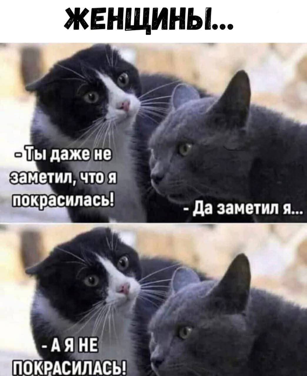 - Ты даже не заметил, что я покрасилась! - Да заметил я... - А я НЕ ПОКРАСИЛАСЬ!