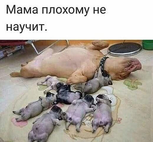 Мама плохому не научит.