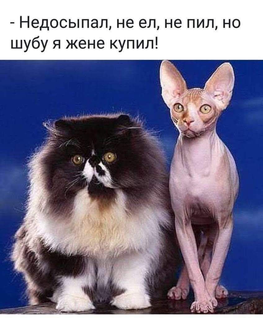 - Недосыпал, не ел, не пил, но шубу я жене купил!