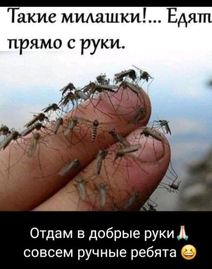 Такые милашки!... Едят прямо с руки. Отдам в добрые руки🙏 совсем ручные ребята😄