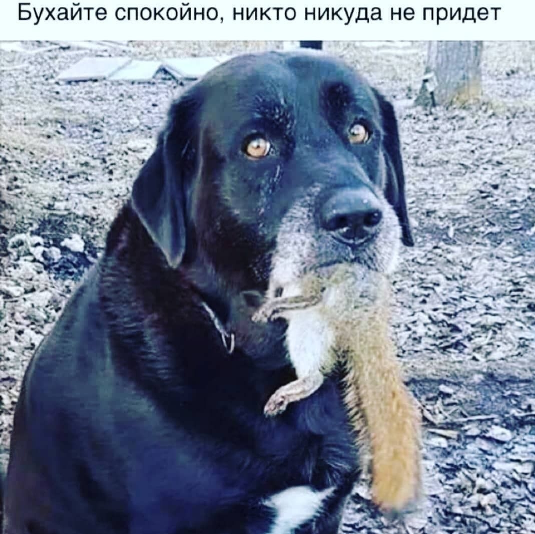 Бухайте спокойно никто никуда не придет