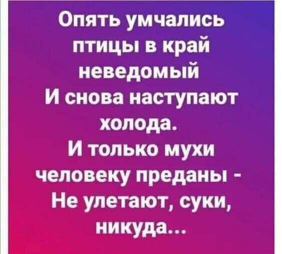 Опять умчались птицы в край неведомый И снова наступают холода И только мухи человеку преданы Не улетают суки никуда іааргікомц