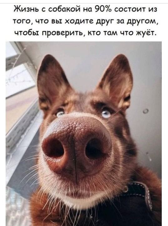 Жизнь с собакой на 90% состоит из того, что вы ходите друг за другом, чтобы проверить, кто там что жует.
