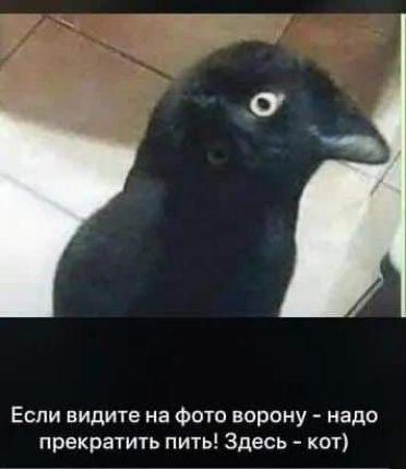 Если видите на фото ворону надо прекратили пить Здесь кот