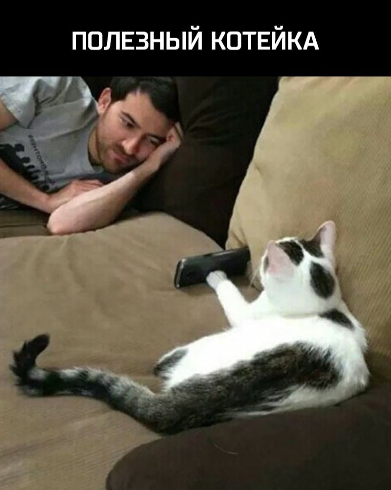 полнзный котнйкд