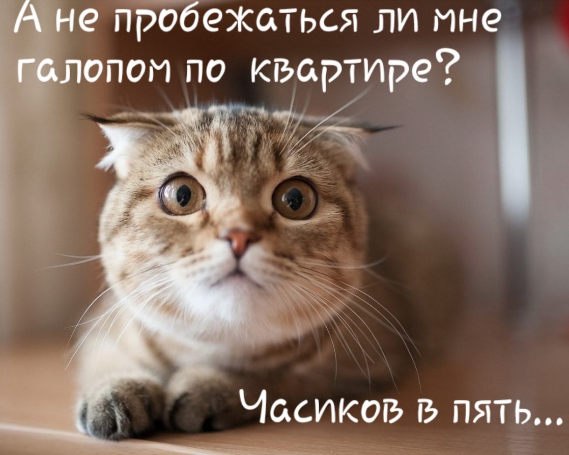 не прббежаться ли мне лопат по квартире