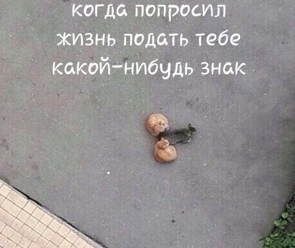 когда Попросил жизнь подать тебе какойнибудь знак