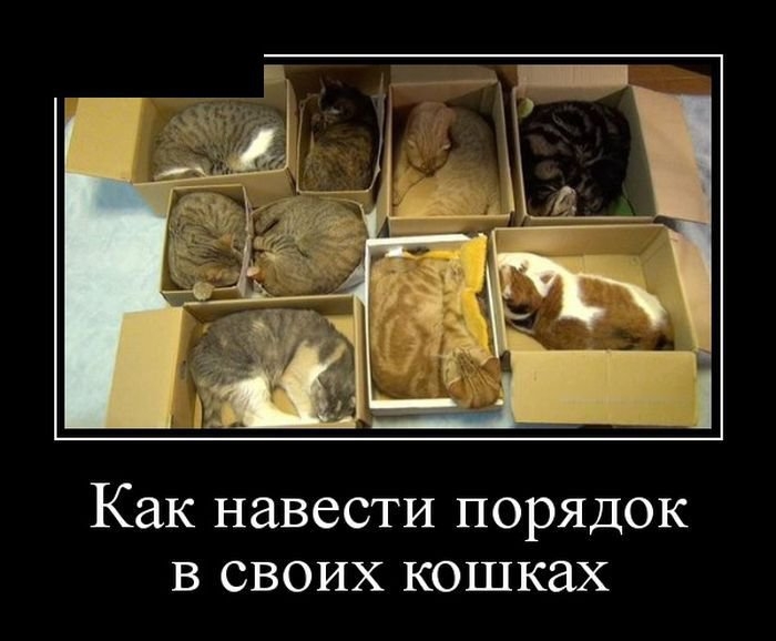 Как навести порядок в своих кошках