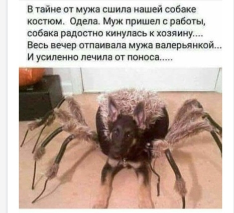В тайне от мужа сшила нашей собаке костюм Одена Муж пришел с работы собака радостно кинулась к хозяину Весь вечер отпаивапа мужа валерьянкой И усиленно лечила от поноса