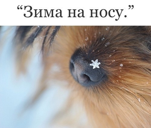 Зима на носу
