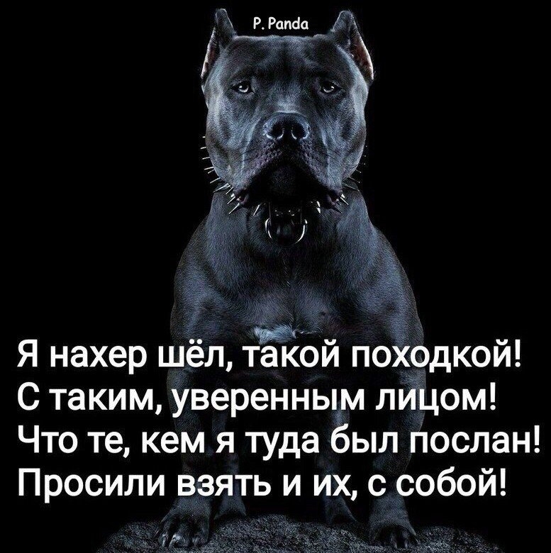 РРатіа _ Я нахер шел такои походкои С таким уверенныім яйцом Что те кем я туда был послан Просили взять и их с собой