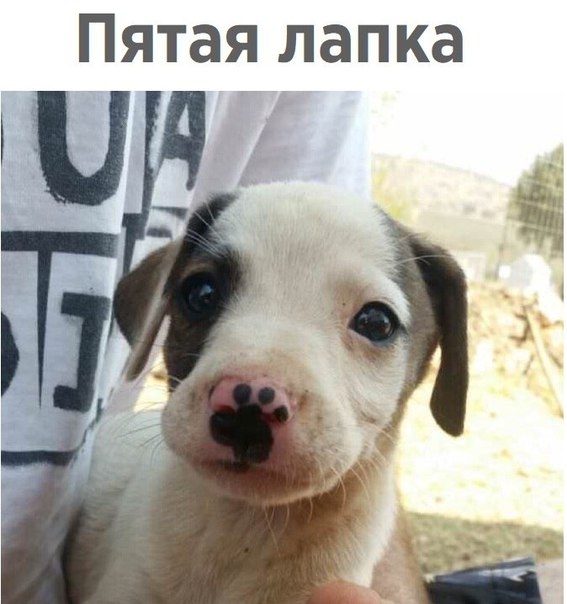 Пятая лапка