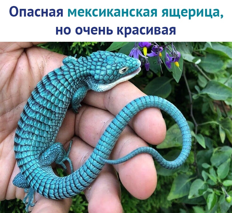 опасная мексиканская ящерица НО очень красивая