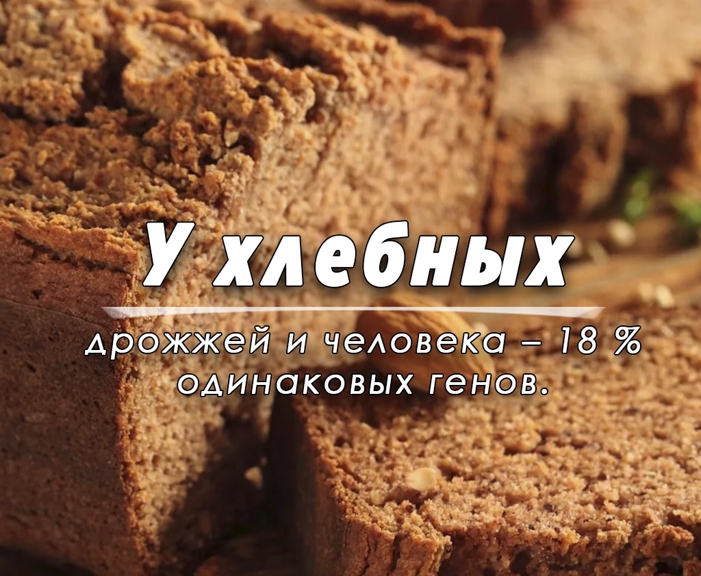 У хл ебных дрожжей и чеАовека 18 одинаковых генов