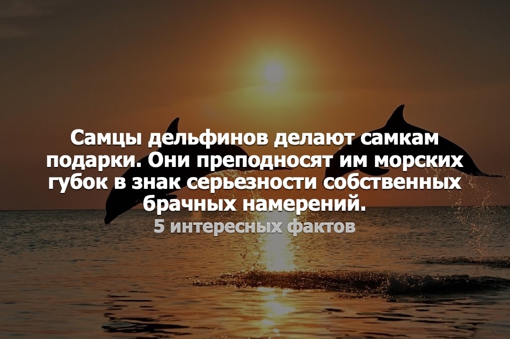 Самцы дельфинов делают самкам подарки Они преподносят им морских губок в знак серьезности собственных брачных намерений 5 интересных фактов