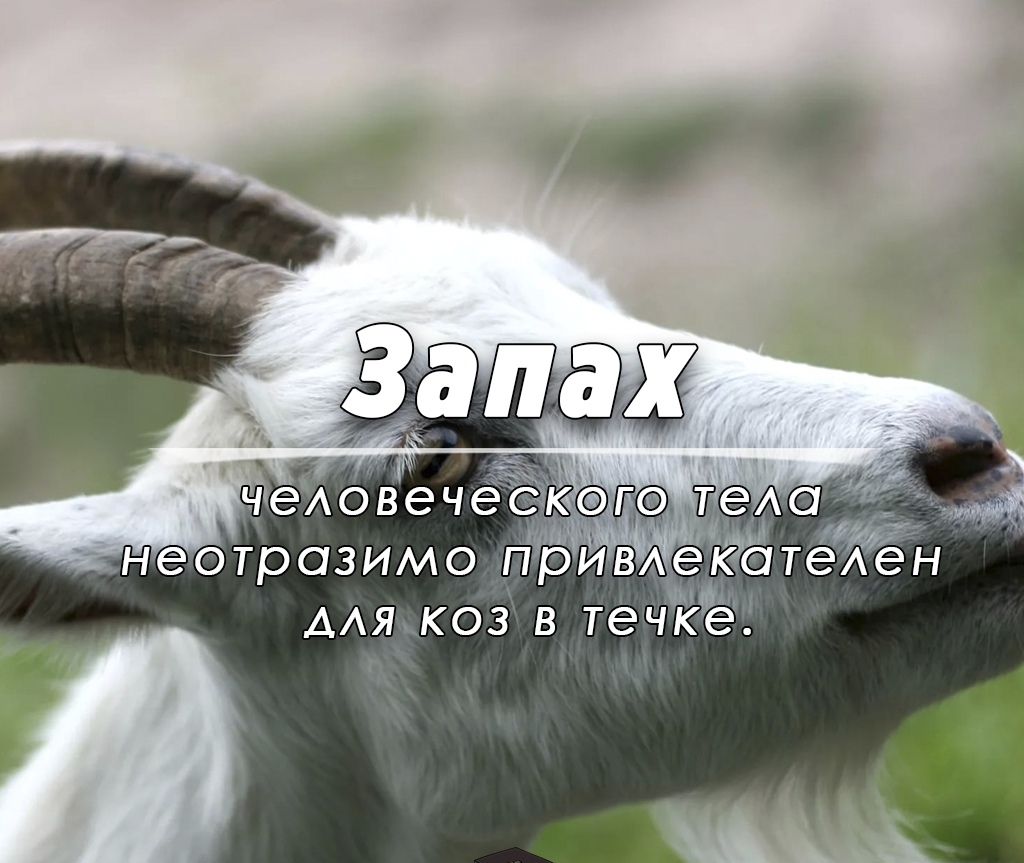 Теа неотразимо прив котеен ААя_коз в течктё