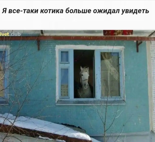 Я все таки КОТИКЗ больше ожидал УВИДЕТЬ масть