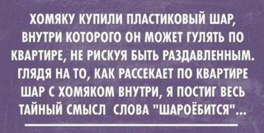 хомяку купили пластиковый ШАР внутри которого он можп гулять по квартир не рискуя выть гдздявлснным глядя нд то КАК РАССЕКАЕТ по КВАРТИРЕ ШАР с хомяком внутри я постиг ВЕСЬ ТАЙНЫЙ смысл словд шдгосвится