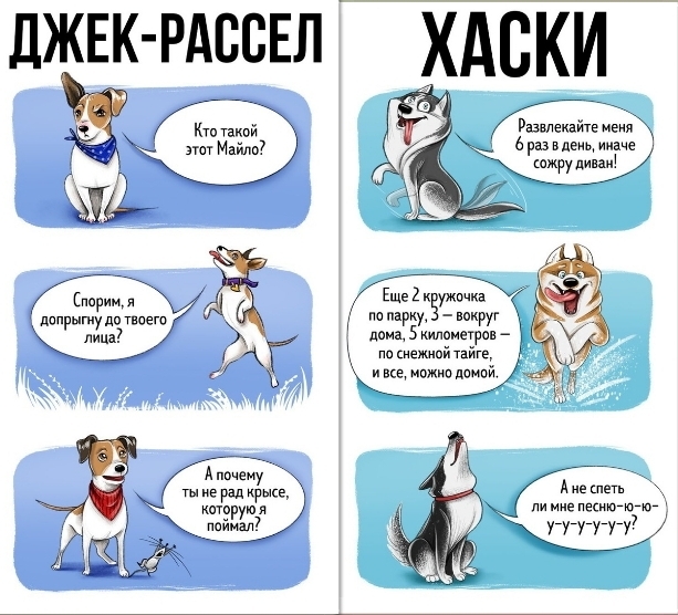 ДЖЕК РАССЕЛ ХАВКИ Кто такой Развлекайте нат Майли 6 раз в день ииаче а лицам спор допрыгиудптнаега Линд с моцарт векруг Ё2кёужоч Г цщзкилвмеурар Ъ по немипй тайге А почему гыиэрадкрысе кшоруюя дамам А из петь ли миг песню УУУУУУ7