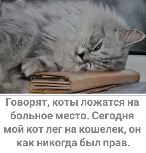 Говорят коты ложатся на больное место Сегодня мой кот лег на кошелек он как никогда был прав