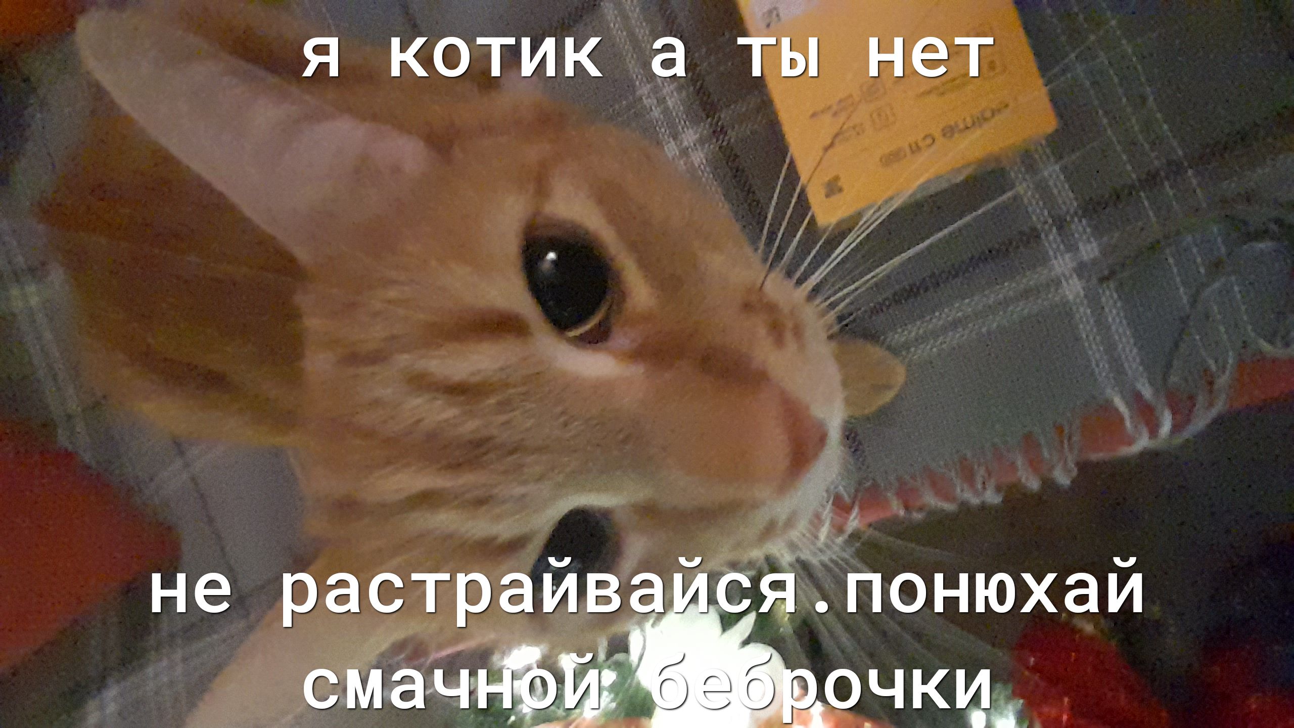 Б я котик а ты нет т  у  и не растрайвайся. Понюхай смачнфи очки,