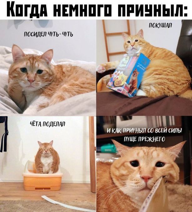 ПГДП НЕМНШП ПРИННЫЛ ОКШМ ЧЛЬ ЧУТЬ тшйкилы ппц пишиш