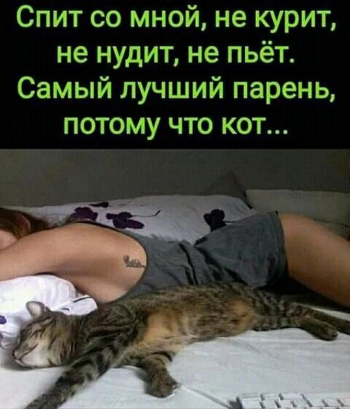 Спит со мной не курит не нудит гдэ пьёт Самый лучшии парень ПОТОМУ ЧТО КОТ