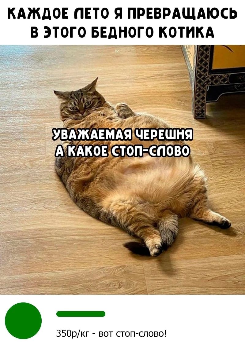 КАЖДОЕ ПЕТО Я ПРЕВРАЩАЮСЬ В ЭТОГО БЕДНОГО КОТИКА _ ЗБОркг вот стоп словы