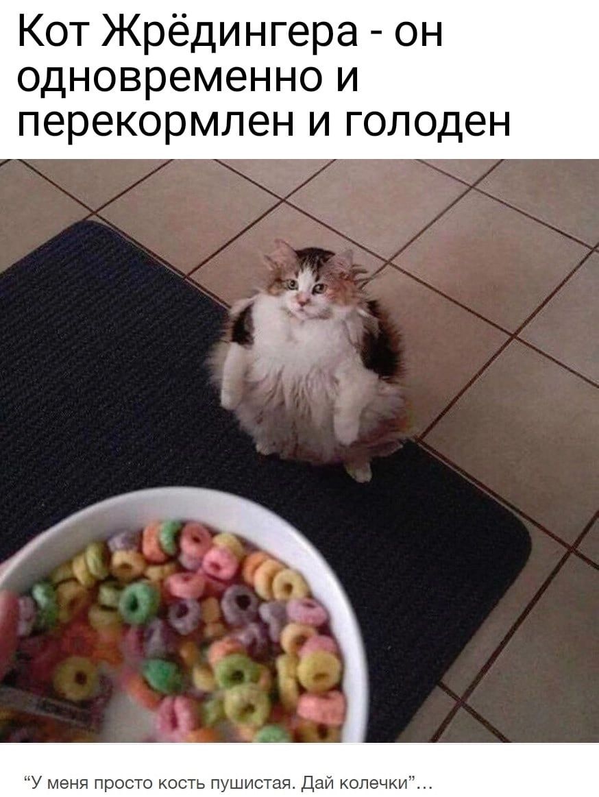 Кот Жрёдингера он одновременно и перекормлен и голоден