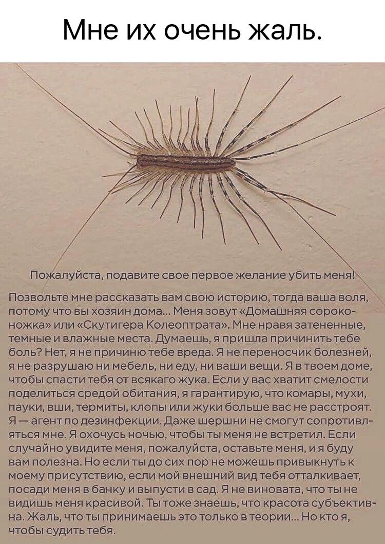 пожалуиста попавите свое первоежелание убить меня позвольте мне рассказать вам свою историю тогда ваша воля потому что вы хозяин дома Меня зовут домашняя сороког ножкан или Снуигера Конвоптатаи Мне новая затеменные темные и влажные места думаешь я пришла причинитьтеое боль мвт я не поининтвов вреда я не первиосчик болезней я не разрушэіо нм мебель _ ни еду ии ваши вещи 5 в твоем доме чтбы спасти т