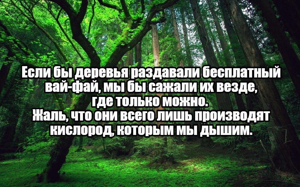 Если бы деревья раздавали бесплатный вай-фай, мы бы сажали их везде, где только можно. Жаль, что они всего лишь производят кислород, которым мы дышим.